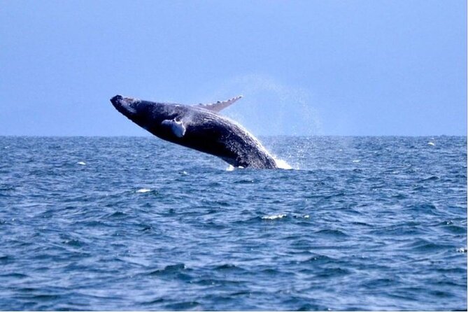 Pick-up in Punta Cana Hotels Whale Watching to Samana Bay Cayo Levantado