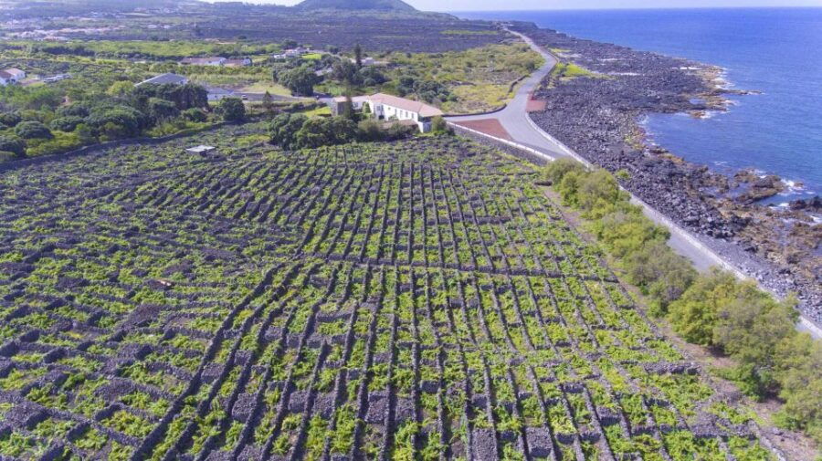 Pico Island: Full Day Wine Culture Tour - Good To Know