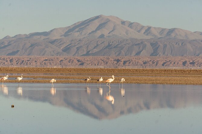Piedras Rojas, Altiplanic Lagoons, and Salar De Atacama - Good To Know