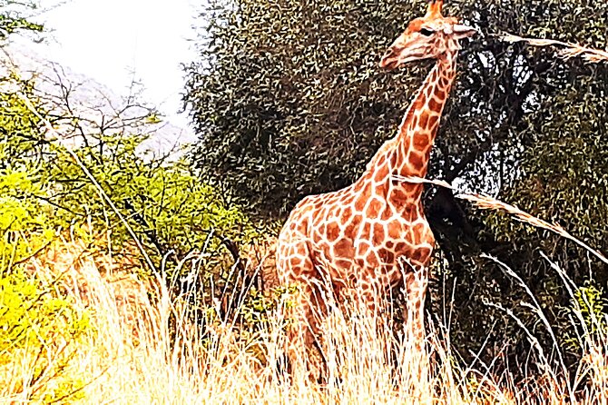 Pilanesberg Day Tour
