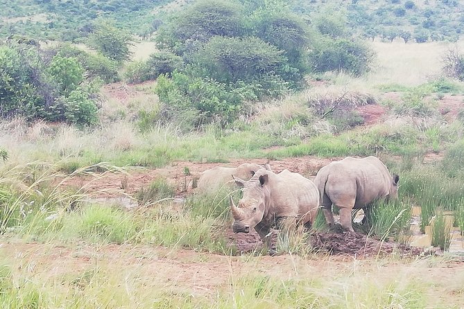 Pilanesberg & Lion & Safari Park