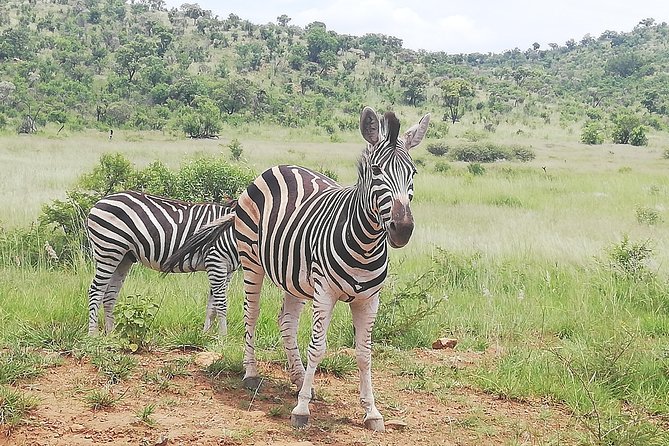 Pilanesberg National Park 3-Day Safari With Accommodation  – Johannesburg