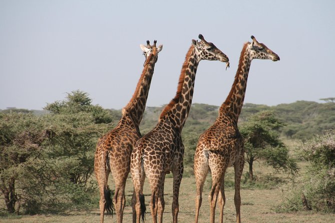 Pilanesberg National Park Full Day Safari Shared Tour From Johannesburg