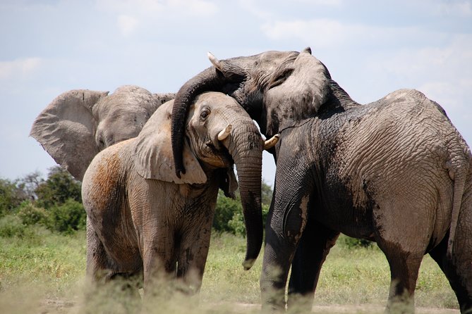 Pilanesberg National Park Private Day Safari From Johannesburg