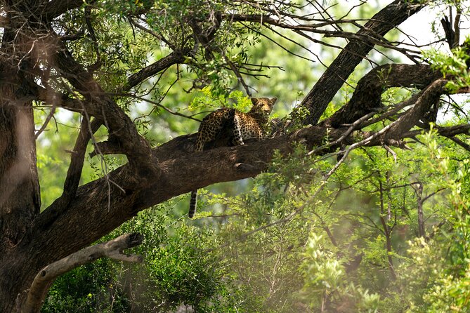 Pilanesberg National Park Private Full-Day Safari Tour - Johannesburg