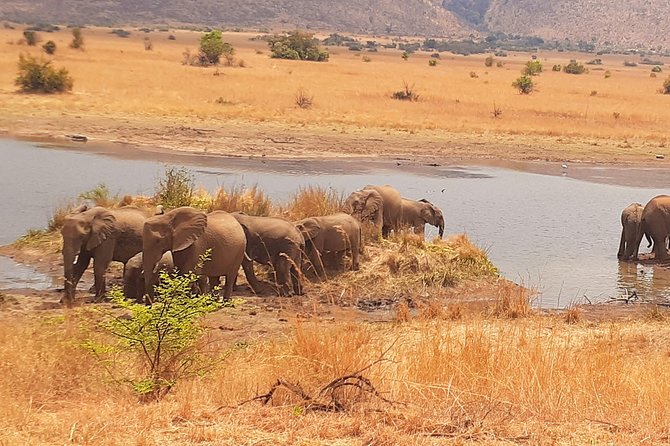 Pilanesberg National Park & Sun City Tour