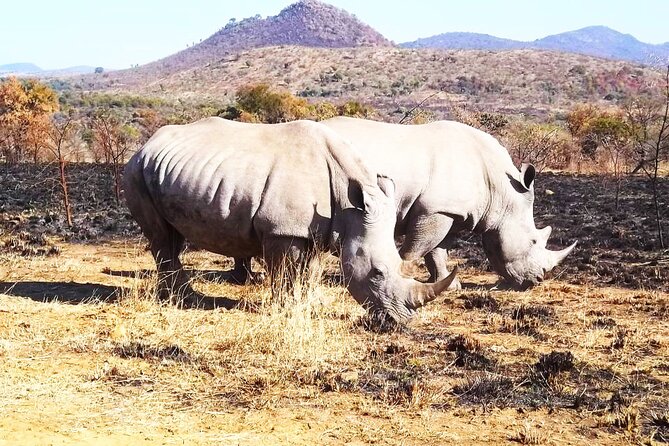 Pilanesberg National Park Tour(Open Truck Safaris)