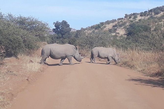 Pilanesberg Open Safari Vehicle Experience