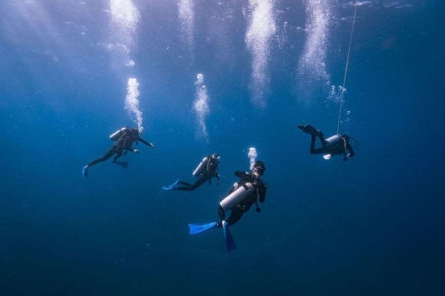 Playa Del Carmen: Bull Shark Diving Experience - Good To Know