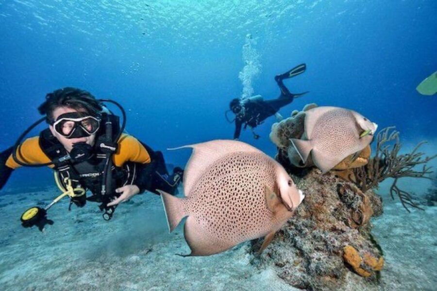 Playa Del Carmen: Fun Dive Experience for Certified Divers