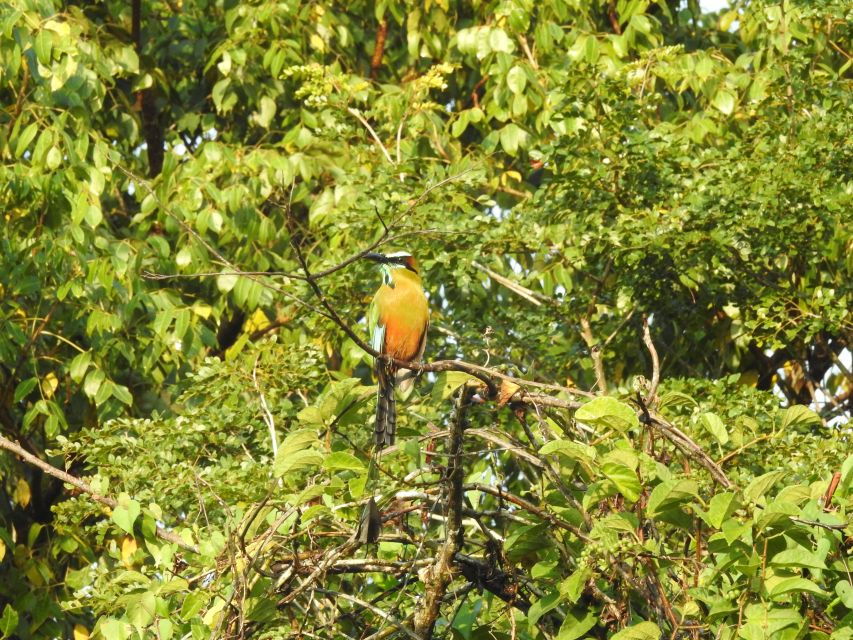 Playa Del Carmen: Guided Birdwatching Hike - Good To Know