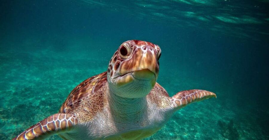Playa Del Carmen: Tulum Ruins, Snorkeling, and Cenotes Tour