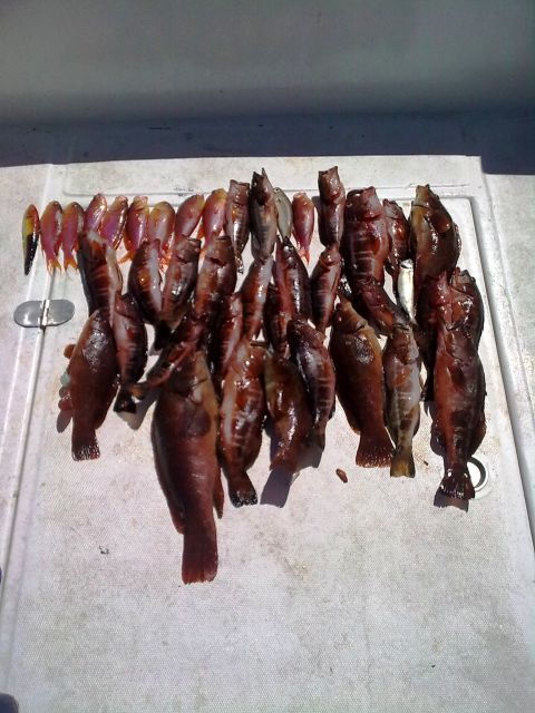 Ponta Delgada: 4-hour Half-Day Sport Fishing Adventure
