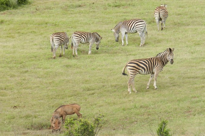 Port Elizabeth Shore Excursion: Addo Elephant Full Day Safari &"Braai"Lunch(BBQ)