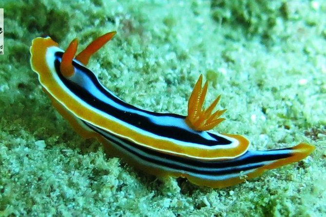 Port Ghalib Full-Day Snorkeling and Diving Cruise - Marsa Alam