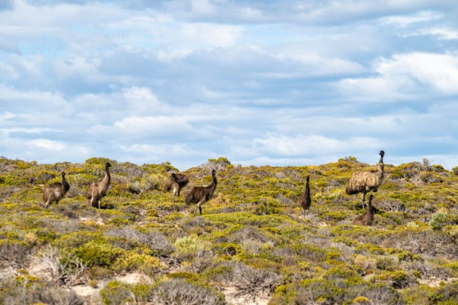 Port Lincoln: Lincoln National Park Sunset Sand Dunes Tour - Good To Know
