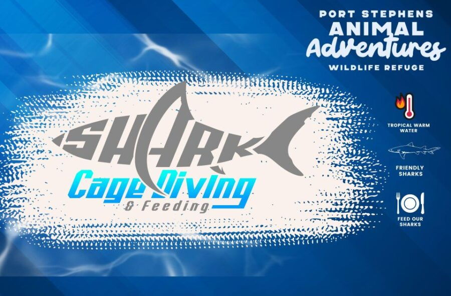 Port Stephens – Shark Cage, Dive and Feed
