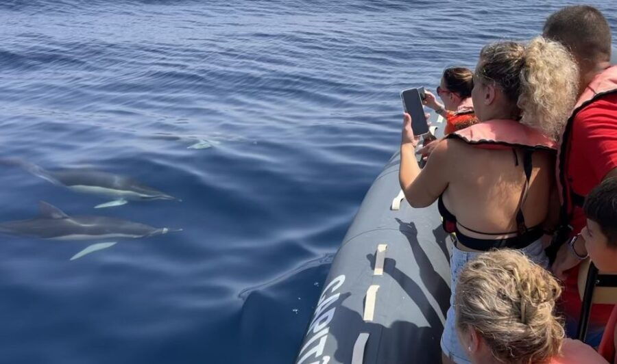 Portimão: Dolphin Watch & Benagil Caves With Biologist Guide - Good To Know