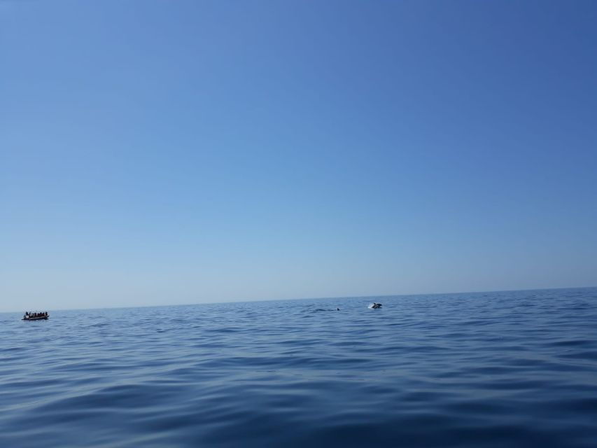 Portimão: Dophin Watching on the Algarve Coast