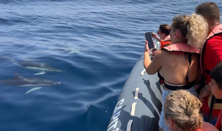 Portimão: Responsible Dolphin Watching With Biologist Guide - Good To Know