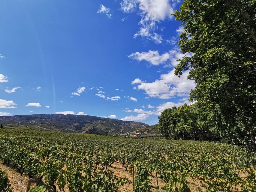 Porto & Douro: Visit to Viewpoints, Lunch, 2 Wine Tasting - Good To Know