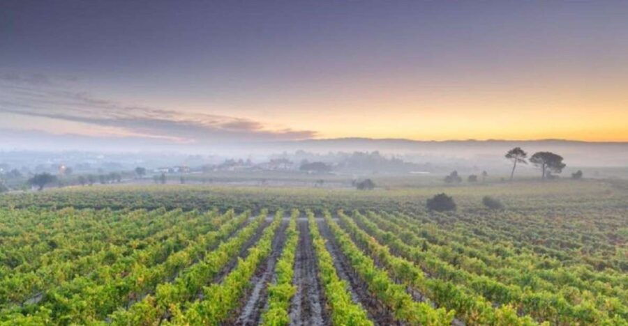 Portugal: Bairrada Private Tour - Good To Know
