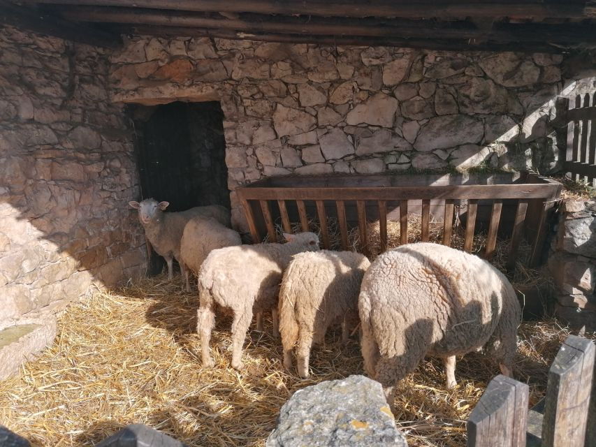 Portugal: Fatima, Aljustrel & Valinhos Trip With Picnic - Good To Know