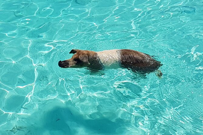 Powerboat and Snorkel Tour With Swimming Pigs and Turtles
