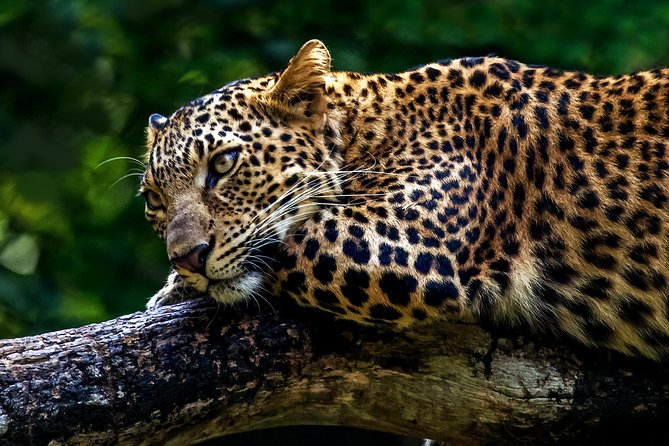 Private 2-Day Tour From Bangalore to Mudumalai National Park (Feb )