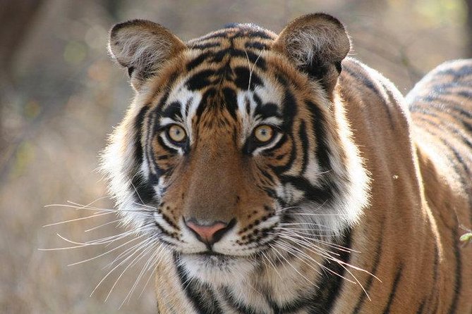 Private 2-Day Tour to Ranthambhore Tiger Safari From Jaipur