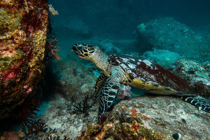 Private 2-Hour Tour in Nassau