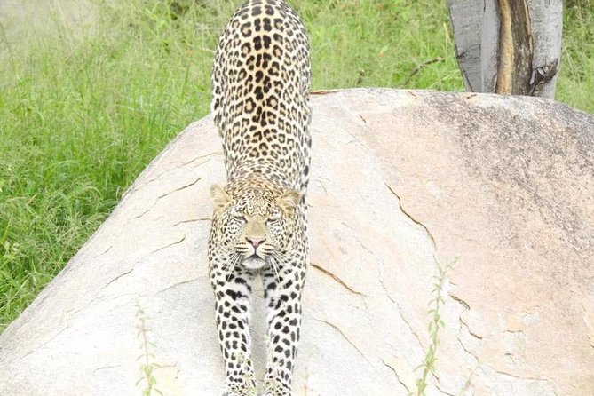 PRIVATE 2days/1night KRUGER SAFARI From MAPUTO CITY (Min 3 Pax)
