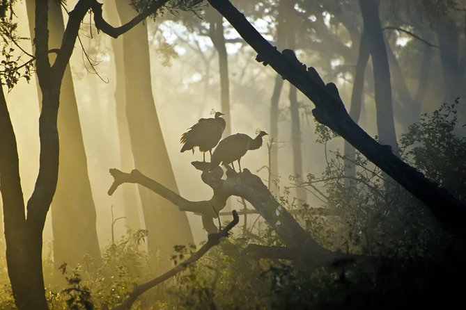 Private 3-Day Safari Tour: Bangalore-Nagarhole National Park (Feb )