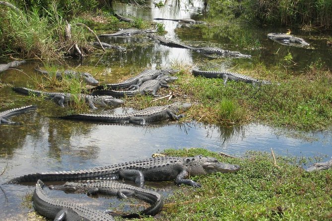 Private 4-Hour Tour of Everglades From Miami Dade - Good To Know