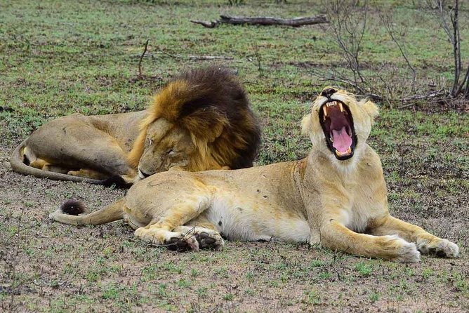 Private 5-Day Overnight Safari in Kruger Park From Skukuza Airport