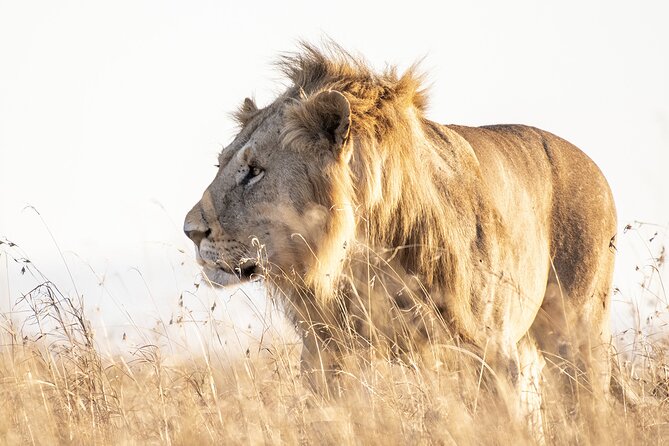Private 5-Hour Lion Park Tour From Johannesburg or Pretoria - Good To Know