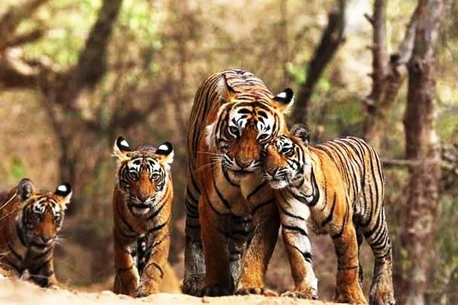 Private 6-Day Ranthambhore Tiger Tour Including Delhi, Agra and Jaipur - Good To Know