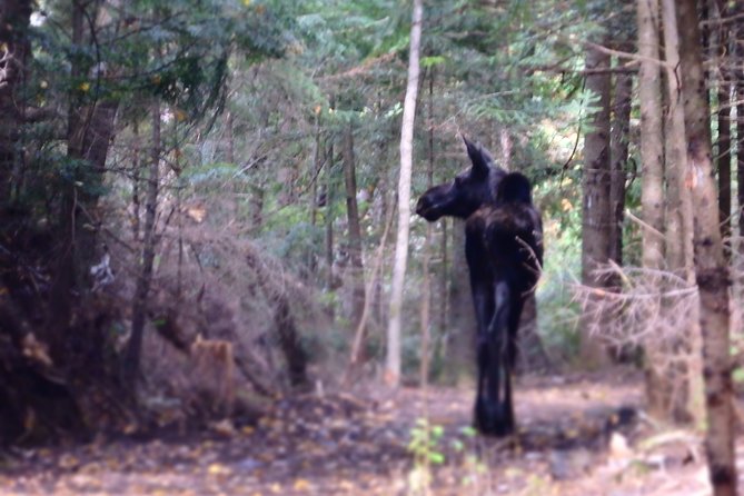 Private All-Inclusive Algonquin Tours (3 Day Guided Camping)