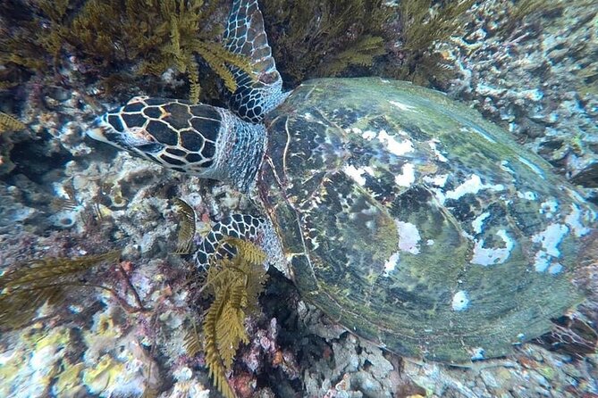 Private Bali Snorkling Blue Lagoon Beach - Good To Know