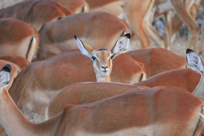 Private Big 5 Dinokeng Safari Minutes From Johannesburg