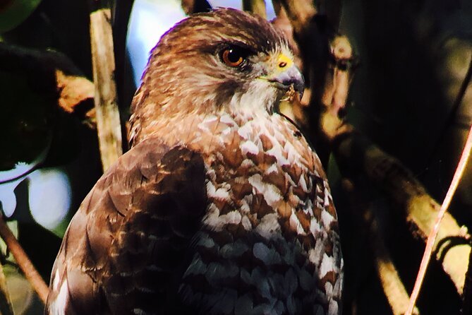 Private Birdwatching Tour and Photography