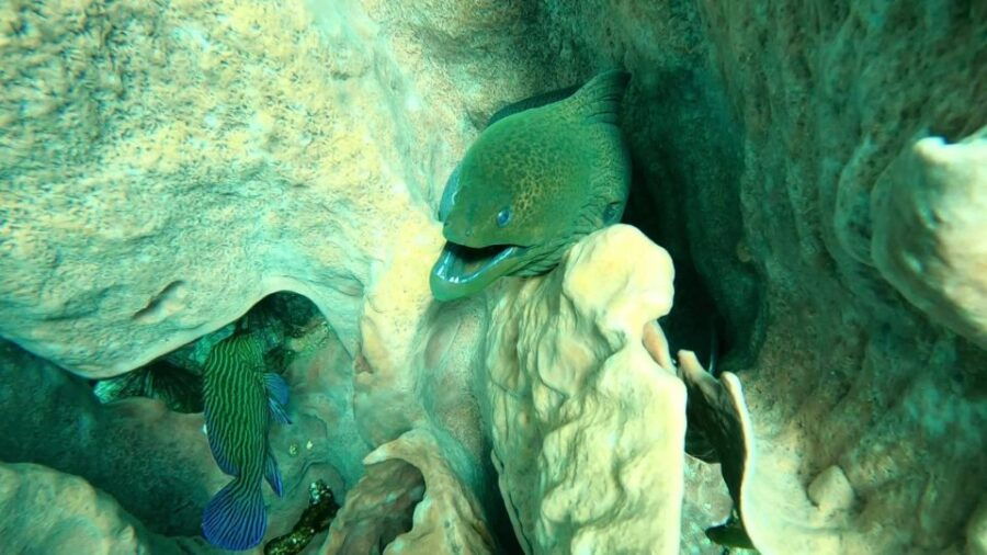 Private Boat Snorkeling Trip Half Day