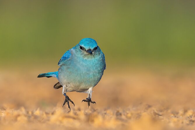 Private California Birding Photography Full DayTour - Good To Know
