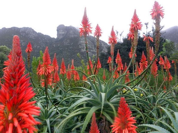 Private Cape Peninsula Kirstenbosch Garden Full Day Guided Tour - Good To Know