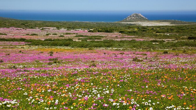 Private Cape Towns West Coastal Tour With Quad Bike - Good To Know