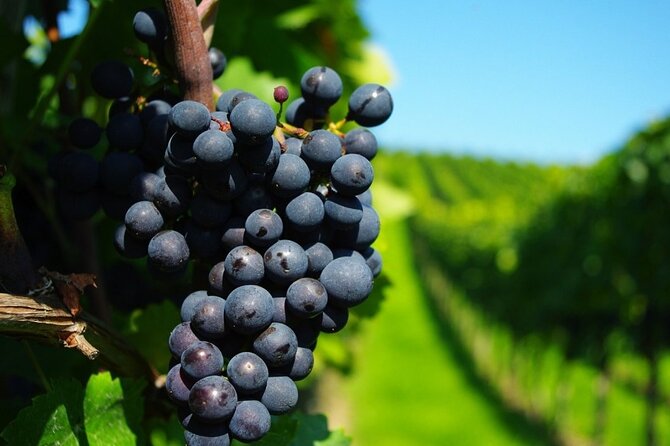 Private Cape Winelands Day Tour - Good To Know