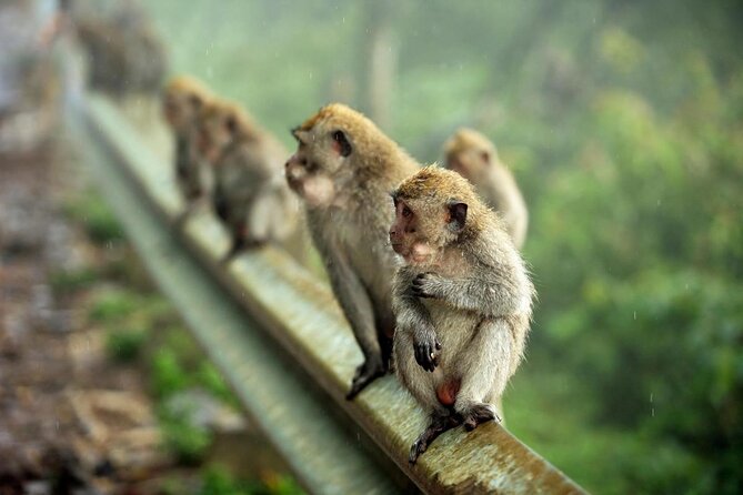 Private Car Charter in Bali With Baby Seat - Good To Know