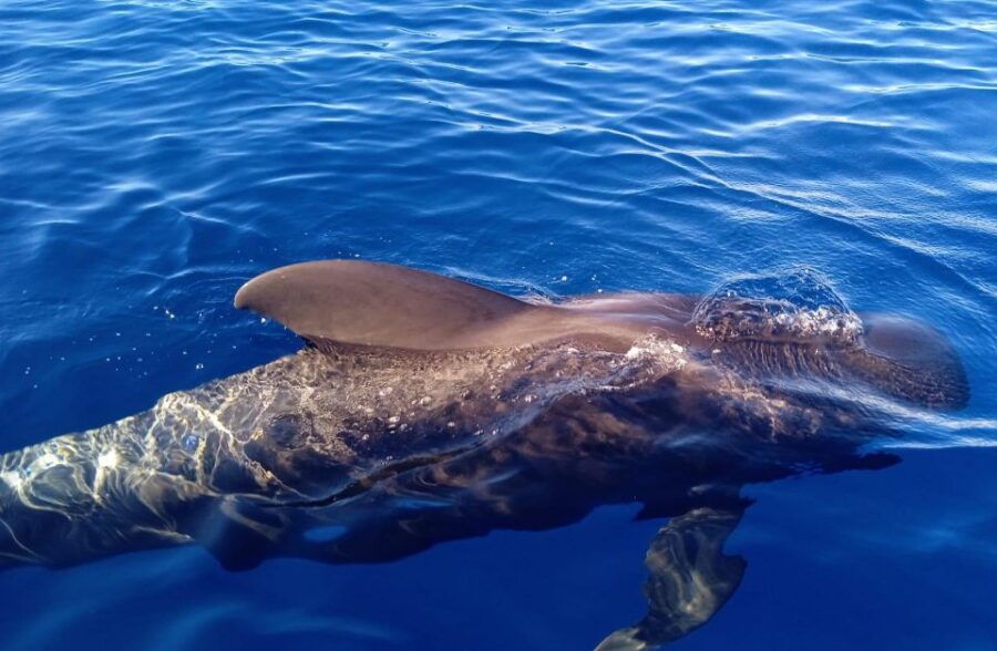 Private Charter Private Charter to See the Whales - 3 Hours - Good To Know