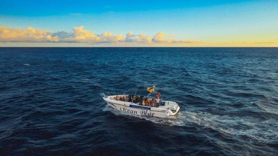 Private Charter to See the Whales - 5 Hours - Good To Know