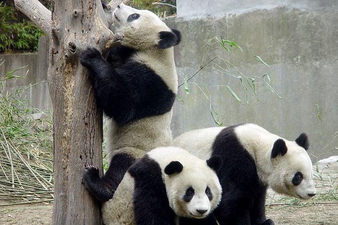 Private Chengdu Day Tour: Giant Pandas and Jinsha Site Museum - Good To Know